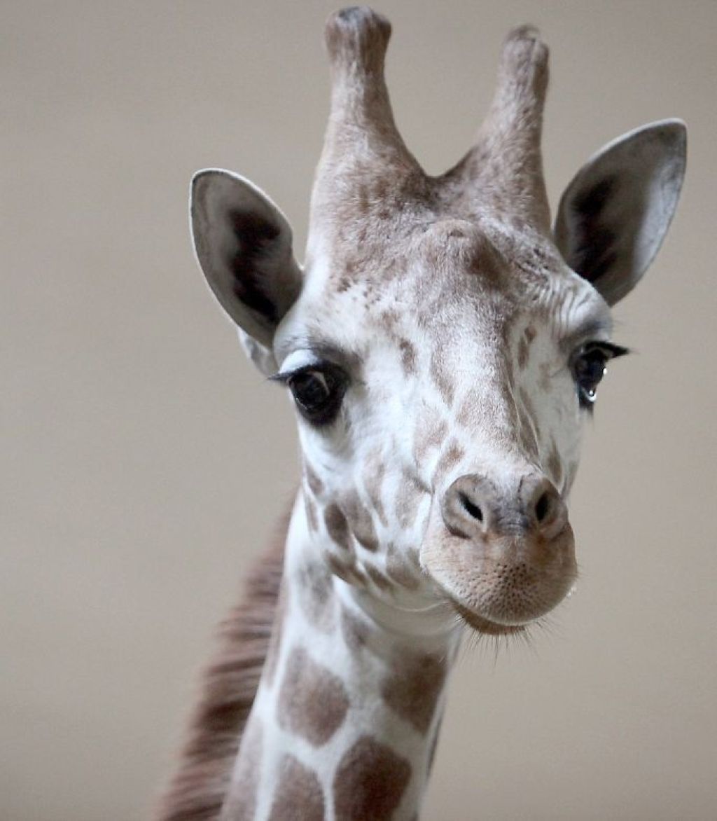 Henry Vilas Zoo giraffe token Madison Wisconsin 596